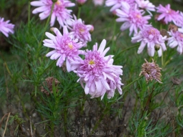 DSCN1235